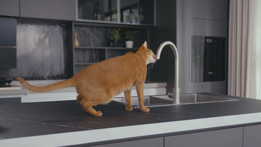 Oneisall Drinkfontein Kat en Hond - PWF-001 CW11024 - Waterbak - Kattenfontein - Drinkfontein - 2 liter - Inclusief 3 filters
