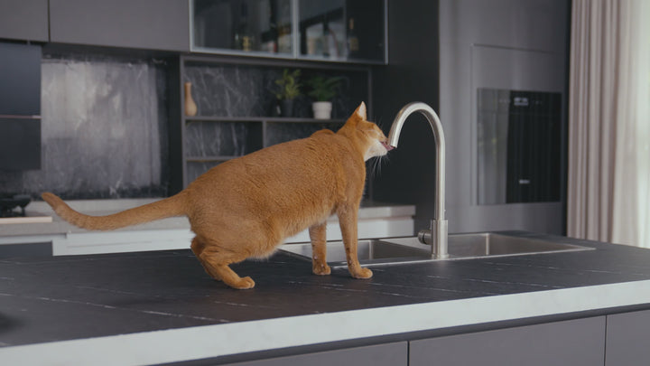 Oneisall Drinkfontein Kat en Hond - PWF-001 CW11024 - Waterbak - Kattenfontein - Drinkfontein - 2 liter - Inclusief 3 filters